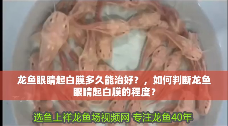龍魚眼睛起白膜多久能治好？，如何判斷龍魚眼睛起白膜的程度？