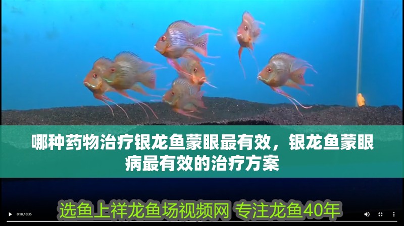 哪種藥物治療銀龍魚蒙眼最有效，銀龍魚蒙眼病最有效的治療方案