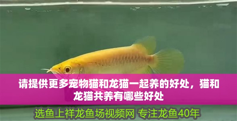 請提供更多寵物貓和龍貓一起養的好處，貓和龍貓共養有哪些好處