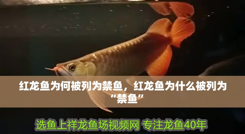 紅龍魚為何被列為禁魚，紅龍魚為什么被列為“禁魚”
