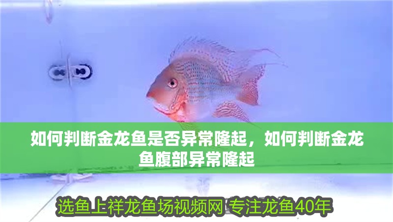 如何判斷金龍魚是否異常隆起，如何判斷金龍魚腹部異常隆起