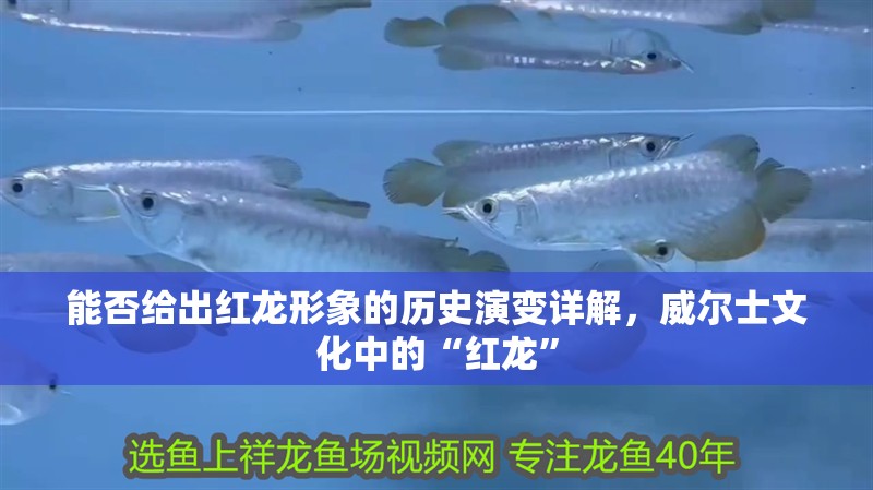 能否給出紅龍形象的歷史演變詳解，威爾士文化中的“紅龍”