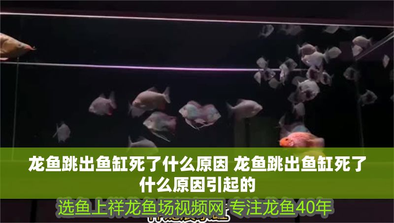 龍魚跳出魚缸死了什么原因 龍魚跳出魚缸死了什么原因引起的 龍魚百科 第1張 龍魚跳出魚缸死了什么原因 龍魚跳出魚缸死了什么原因引起的 龍魚跳出魚缸死了什么原因 龍魚跳出魚缸死了什么原因引起的 龍魚百科 第1張