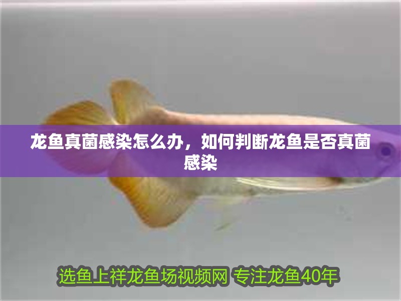 龍魚真菌感染怎么辦，如何判斷龍魚是否真菌感染