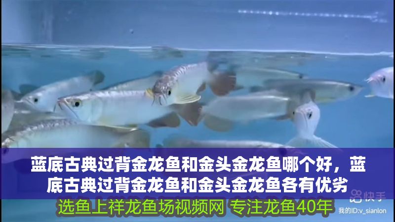 藍底古典過背金龍魚和金頭金龍魚哪個好，藍底古典過背金龍魚和金頭金龍魚各有優劣