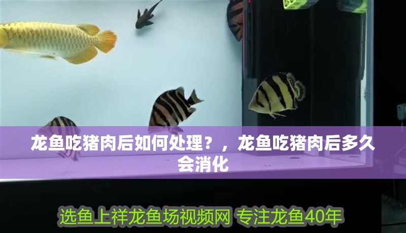 龍魚吃豬肉后如何處理？，龍魚吃豬肉后多久會消化