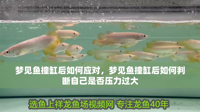 夢見魚撞缸后如何應(yīng)對，夢見魚撞缸后如何判斷自己是否壓力過大