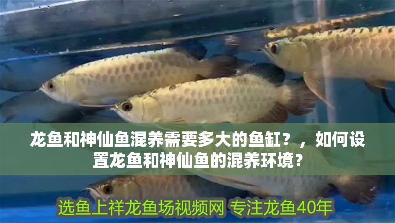 龍魚和神仙魚混養需要多大的魚缸？，如何設置龍魚和神仙魚的混養環境？ 龍魚和神仙魚混養需要多大的魚缸？，如何設置龍魚和神仙魚的混養環境？ 龍魚百科