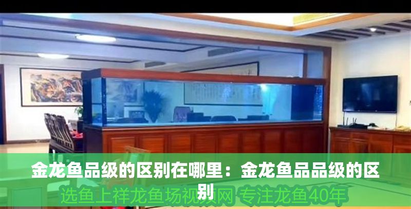 金龍魚品級的區別在哪里：金龍魚品品級的區別