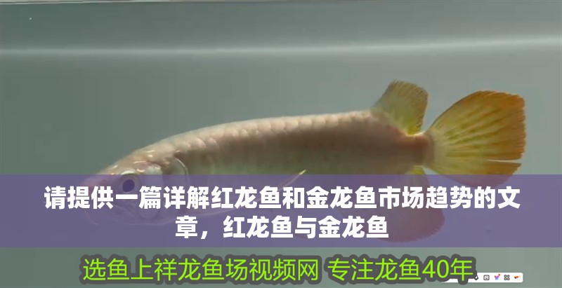 請提供一篇詳解紅龍魚和金龍魚市場趨勢的文章，紅龍魚與金龍魚 請提供一篇詳解紅龍魚和金龍魚市場趨勢的文章，紅龍魚與金龍魚 龍魚百科