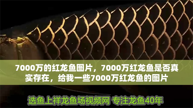 魚缸用增氧泵價(jià)格是多少:魚缸增氧機(jī)-xtrac增氧機(jī)-xtrac增氧機(jī) 7000萬(wàn)的紅龍魚圖片,7000萬(wàn)紅龍魚是否真實(shí)存在,給我一些7000萬(wàn)紅龍魚的圖片 龍魚百科 7000萬(wàn)的紅龍魚圖片,7000萬(wàn)紅龍魚是否真實(shí)存在,給我一些7000萬(wàn)紅龍魚的圖片 7000萬(wàn)的紅龍魚圖片,7000萬(wàn)紅龍魚是否真實(shí)存在,給我一些7000萬(wàn)紅龍魚的圖片 龍魚百科