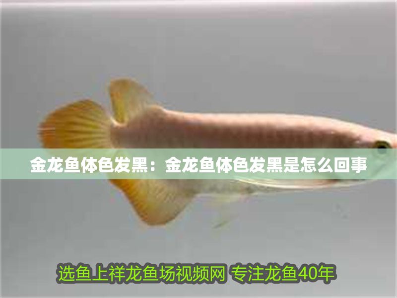 金龍魚體色發黑:金龍魚體色發黑是怎么回事 龍魚百科 第2張 金龍魚體色發黑:金龍魚體色發黑是怎么回事 金龍魚體色發黑:金龍魚體色發黑是怎么回事 龍魚百科 第2張