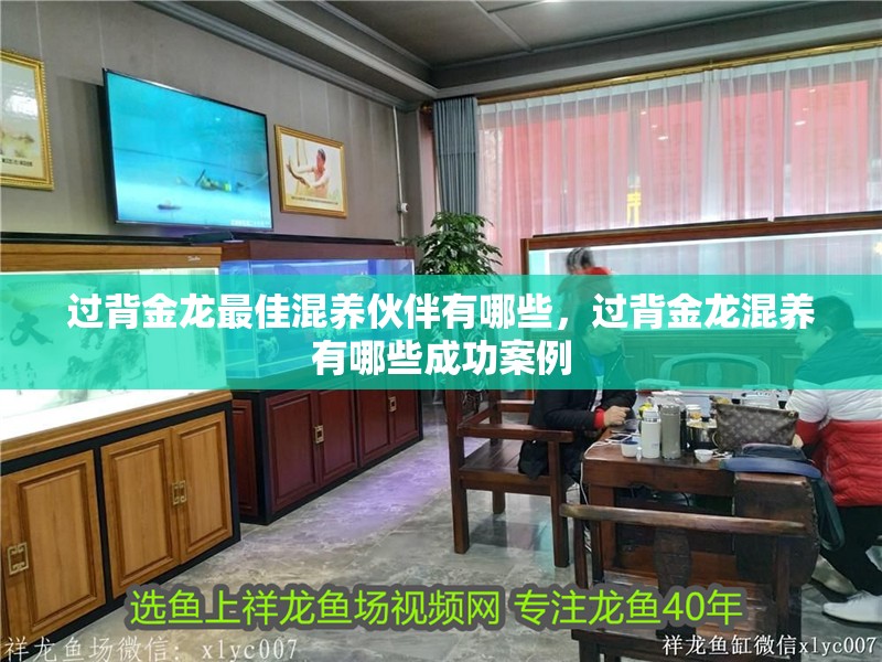 過背金龍最佳混養(yǎng)伙伴有哪些，過背金龍混養(yǎng)有哪些成功案例