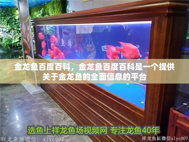 金龍魚百度百科，金龍魚百度百科是一個提供關于金龍魚的全面信息的平臺