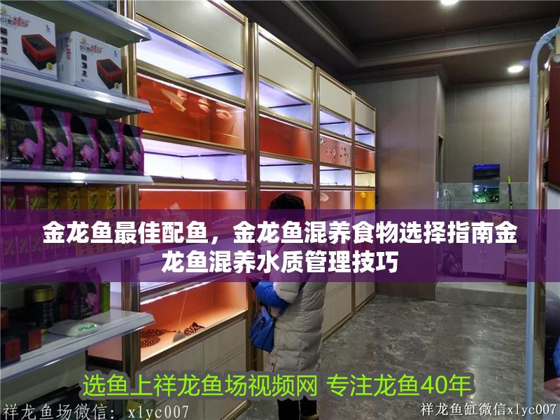 金龍魚最佳配魚，金龍魚混養(yǎng)食物選擇指南金龍魚混養(yǎng)水質管理技巧