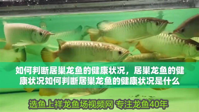 如何判斷居巢龍魚的健康狀況，居巢龍魚的健康狀況如何判斷居巢龍魚的健康狀況是什么