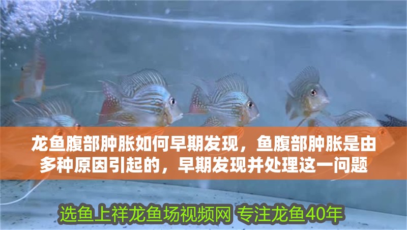 龍魚腹部腫脹如何早期發現，魚腹部腫脹是由多種原因引起的，早期發現并處理這一問題