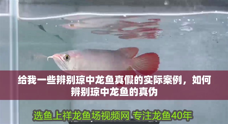 給我一些辨別瓊中龍魚真假的實際案例，如何辨別瓊中龍魚的真偽