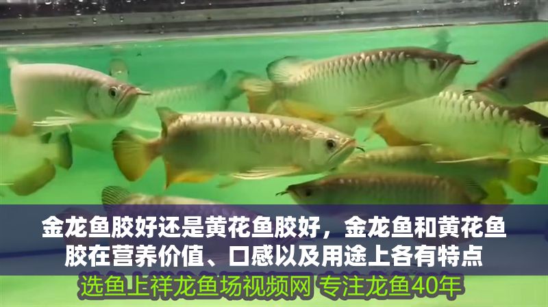金龍魚膠好還是黃花魚膠好，金龍魚和黃花魚膠在營養價值、口感以及用途上各有特點