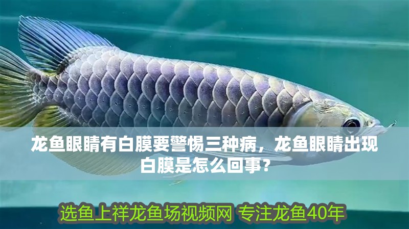 龍魚眼睛有白膜要警惕三種病，龍魚眼睛出現白膜是怎么回事？