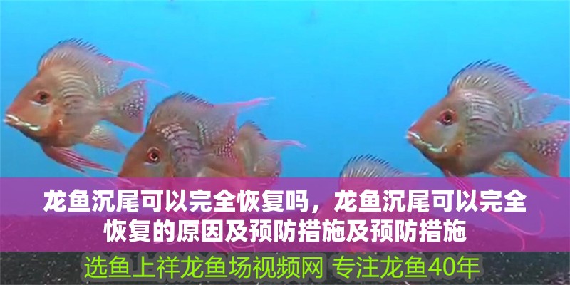 龍魚沉尾可以完全恢復嗎，龍魚沉尾可以完全恢復的原因及預防措施及預防措施