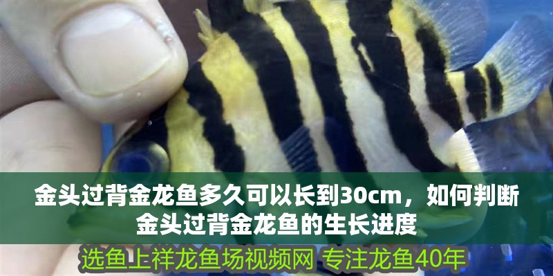 金頭過背金龍魚多久可以長到30cm，如何判斷金頭過背金龍魚的生長進度