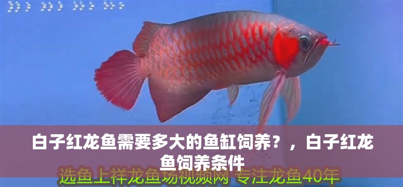 白子紅龍魚需要多大的魚缸飼養？，白子紅龍魚飼養條件