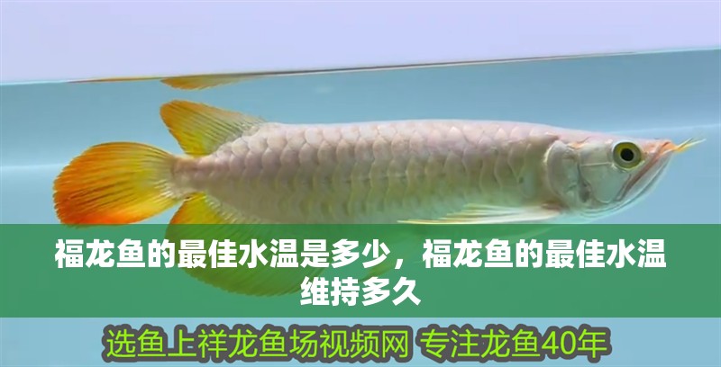 福龍魚的最佳水溫是多少，福龍魚的最佳水溫維持多久