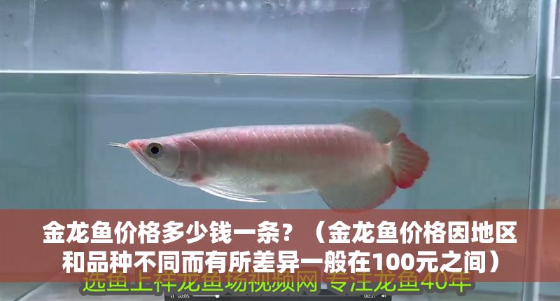 金龍魚價格多少錢一條？（金龍魚價格因地區和品種不同而有所差異一般在100元之間）
