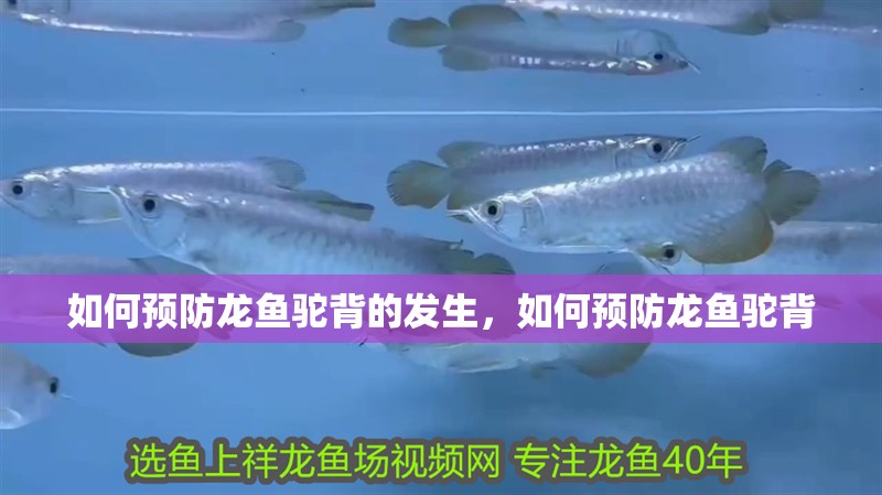 如何預(yù)防龍魚駝背的發(fā)生，如何預(yù)防龍魚駝背