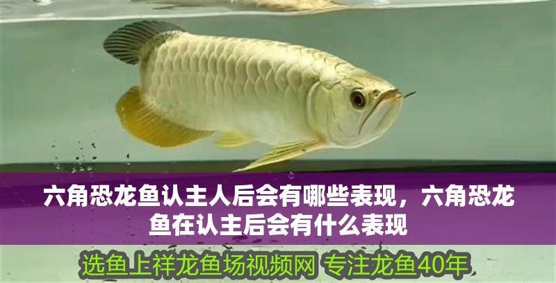 六角恐龍魚認主人后會有哪些表現，六角恐龍魚在認主后會有什么表現 六角恐龍魚認主人后會有哪些表現，六角恐龍魚在認主后會有什么表現 龍魚百科
