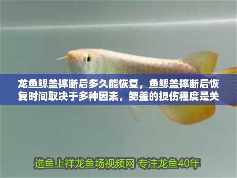 龍魚鰓蓋摔斷后多久能恢復，魚鰓蓋摔斷后恢復時間取決于多種因素，鰓蓋的損傷程度是關鍵
