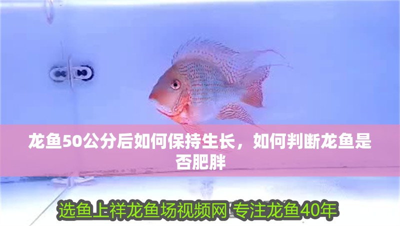 龍魚50公分后如何保持生長，如何判斷龍魚是否肥胖