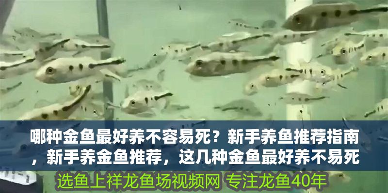 哪種金魚最好養不容易死？新手養魚推薦指南，新手養金魚推薦，這幾種金魚最好養不易死！ 哪種金魚最好養不容易死？新手養魚推薦指南，新手養金魚推薦，這幾種金魚最好養不易死！ 龍魚百科 第1張