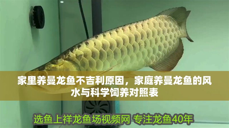 家里養曼龍魚不吉利原因，家庭養曼龍魚的風水與科學飼養對照表