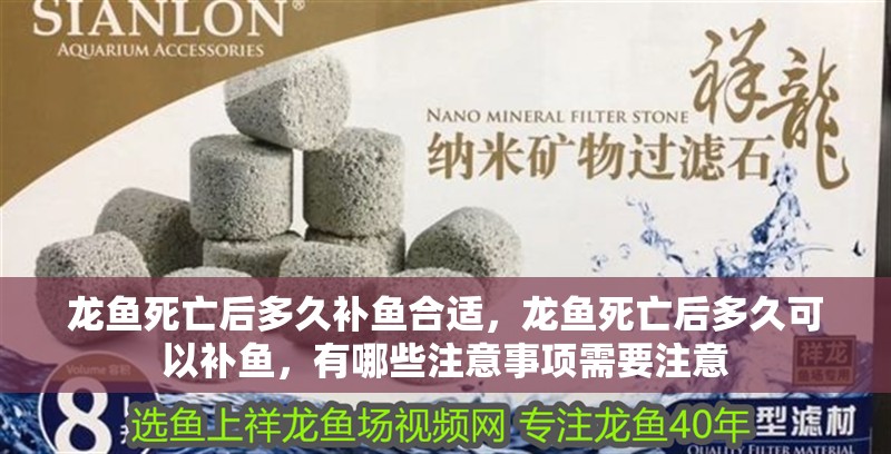龍魚死亡后多久補(bǔ)魚合適，龍魚死亡后多久可以補(bǔ)魚，有哪些注意事項(xiàng)需要注意