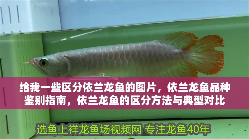給我一些區(qū)分依蘭龍魚(yú)的圖片，依蘭龍魚(yú)品種鑒別指南，依蘭龍魚(yú)的區(qū)分方法與典型對(duì)比