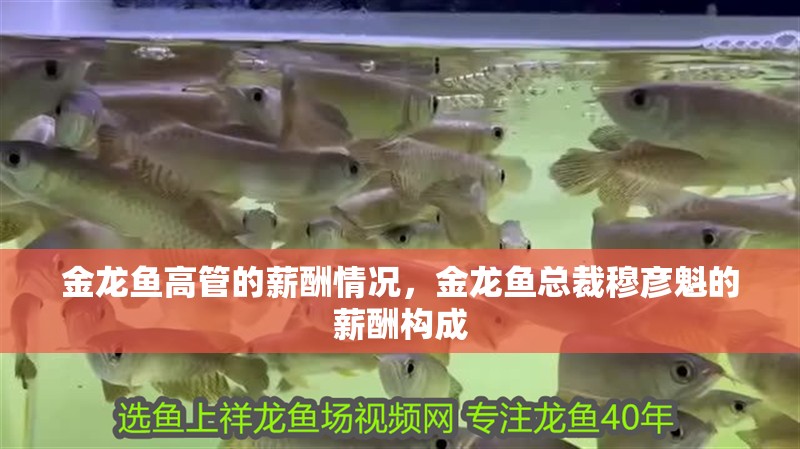 金龍魚高管的薪酬情況，金龍魚總裁穆彥魁的薪酬構成