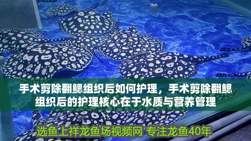 手術剪除翻鰓組織后如何護理，手術剪除翻鰓組織后的護理核心在于水質與營養管理