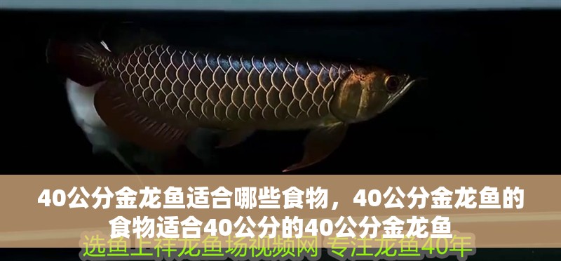 40公分金龍魚適合哪些食物，40公分金龍魚的食物適合40公分的40公分金龍魚 40公分金龍魚適合哪些食物，40公分金龍魚的食物適合40公分的40公分金龍魚 龍魚百科