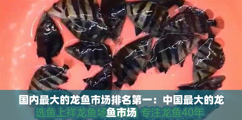 國內最大的龍魚市場排名第一：中國最大的龍魚市場
