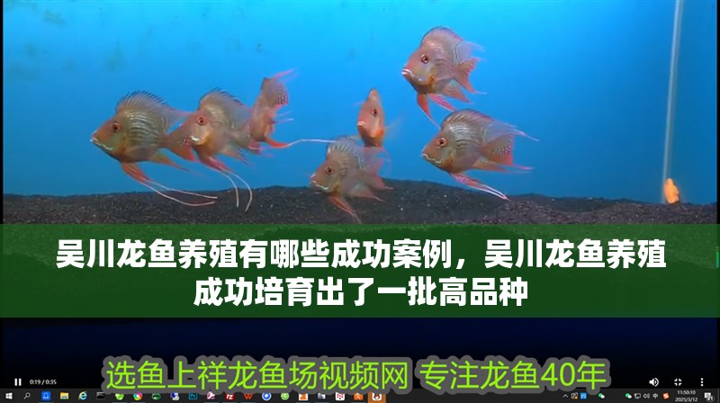 吳川龍魚(yú)養(yǎng)殖有哪些成功案例，吳川龍魚(yú)養(yǎng)殖成功培育出了一批高品種 吳川龍魚(yú)養(yǎng)殖有哪些成功案例，吳川龍魚(yú)養(yǎng)殖成功培育出了一批高品種 龍魚(yú)百科