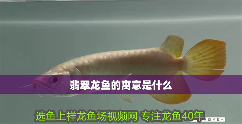 翡翠龍魚的寓意是什么