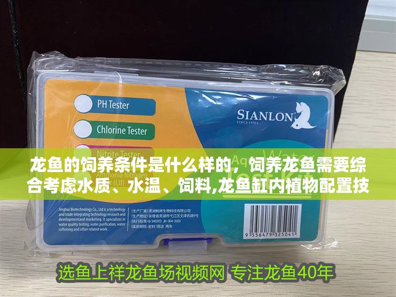 龍魚的飼養條件是什么樣的，飼養龍魚需要綜合考慮水質、水溫、飼料,龍魚缸內植物配置技巧 龍魚的飼養條件是什么樣的，飼養龍魚需要綜合考慮水質、水溫、飼料,龍魚缸內植物配置技巧 龍魚百科 第2張