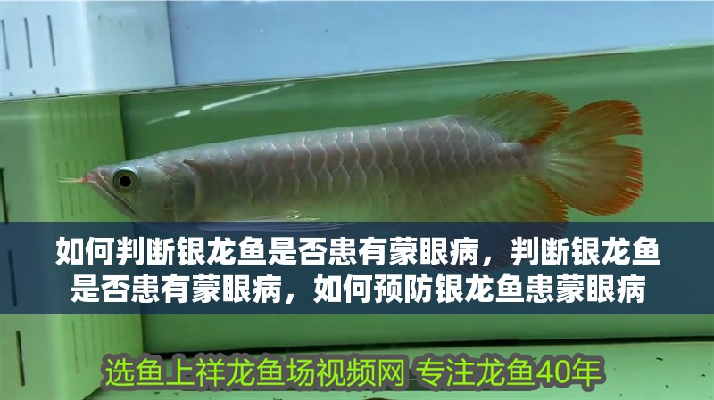 如何判斷銀龍魚是否患有蒙眼病，判斷銀龍魚是否患有蒙眼病，如何預防銀龍魚患蒙眼病