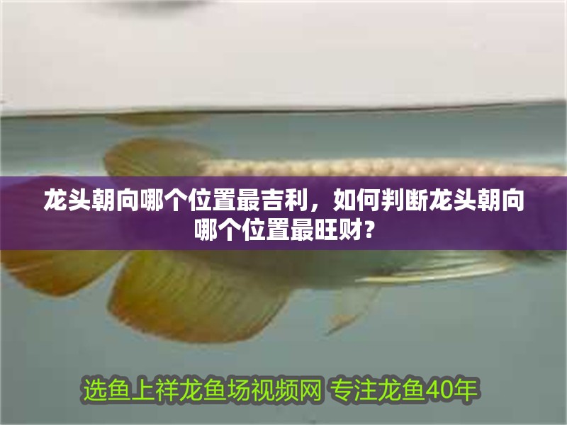 龍頭朝向哪個(gè)位置最吉利，如何判斷龍頭朝向哪個(gè)位置最旺財(cái)？ 龍頭朝向哪個(gè)位置最吉利，如何判斷龍頭朝向哪個(gè)位置最旺財(cái)？ 龍魚(yú)百科