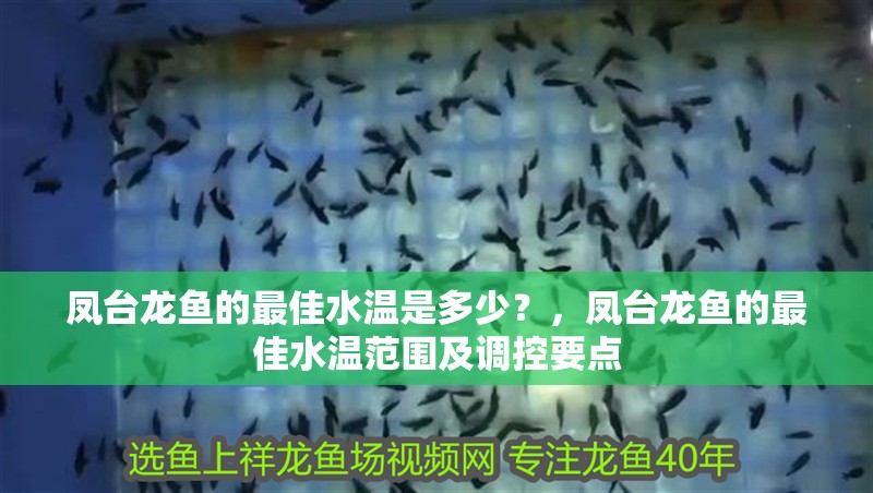 鳳臺龍魚的最佳水溫是多少？，鳳臺龍魚的最佳水溫范圍及調(diào)控要點(diǎn)