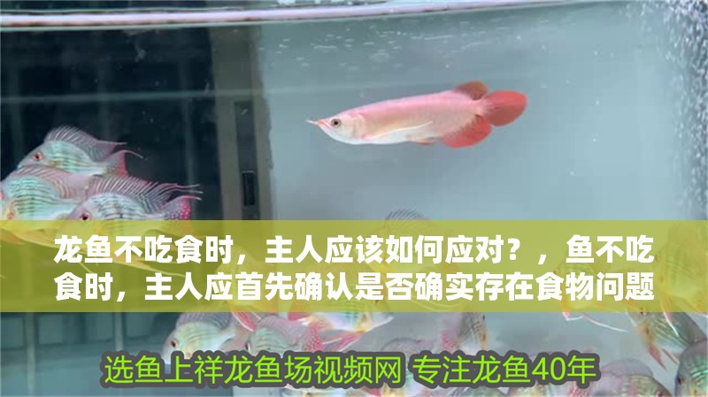 龍魚不吃食時，主人應該如何應對？，魚不吃食時，主人應首先確認是否確實存在食物問題
