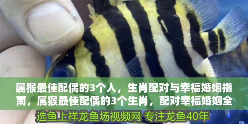 屬猴最佳配偶的3個人，生肖配對與幸福婚姻指南，屬猴最佳配偶的3個生肖，配對幸福婚姻全解析