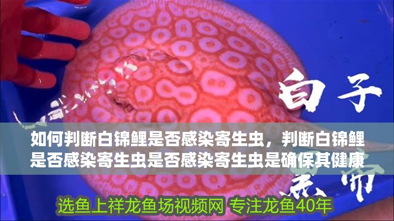 如何判斷白錦鯉是否感染寄生蟲，判斷白錦鯉是否感染寄生蟲是否感染寄生蟲是確保其健康成長的關(guān)鍵